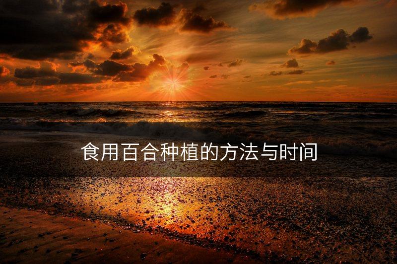 食用百合种植的方法与时间(图1)
