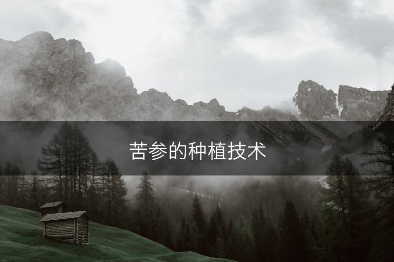 苦参的种植技术(图1)