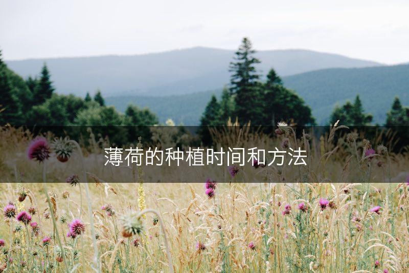 薄荷的种植时间和方法(图1)