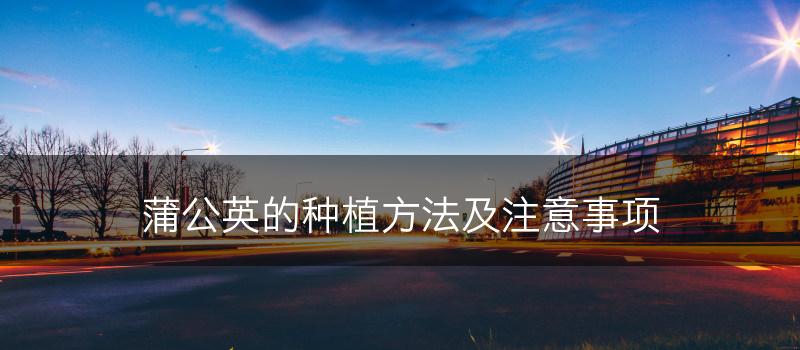 蒲公英的种植方法及注意事项(图1)