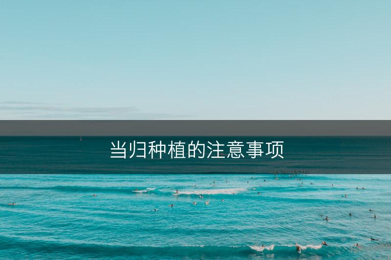 当归种植的注意事项(图1)