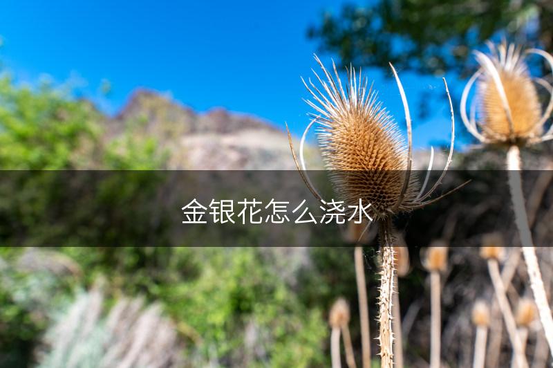 金银花怎么浇水(图1)