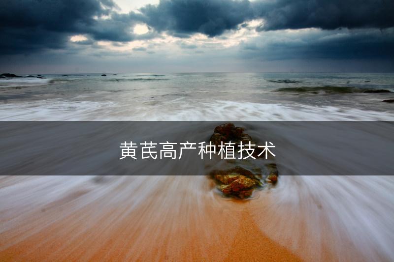 黄芪高产种植技术(图1)