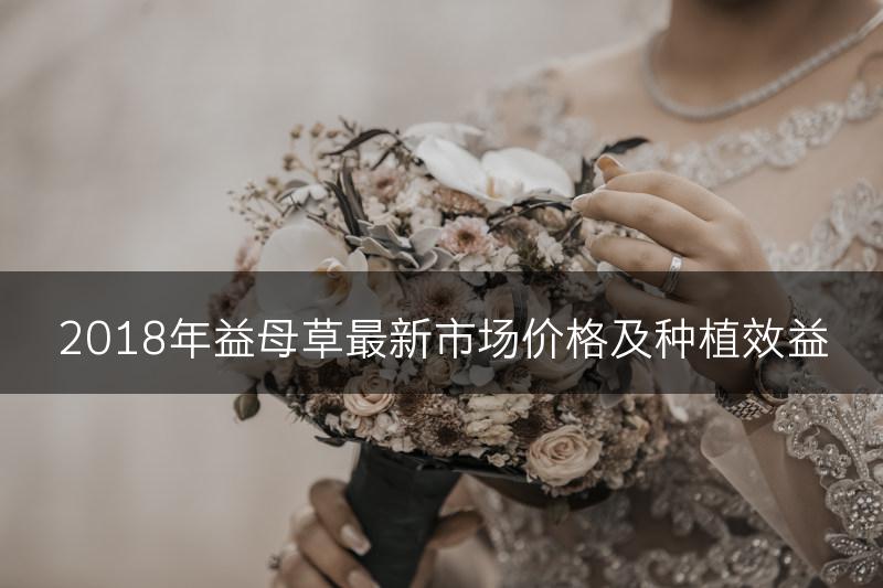 2018年益母草最新市场价格及种植效益(图1)