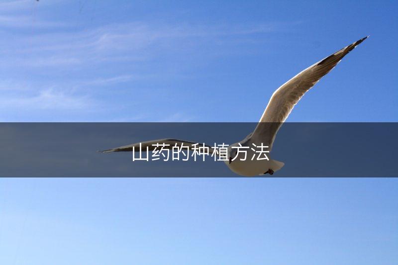 山药的种植方法(图1)