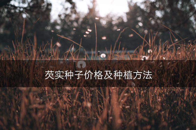 芡实种子价格及种植方法(图1)