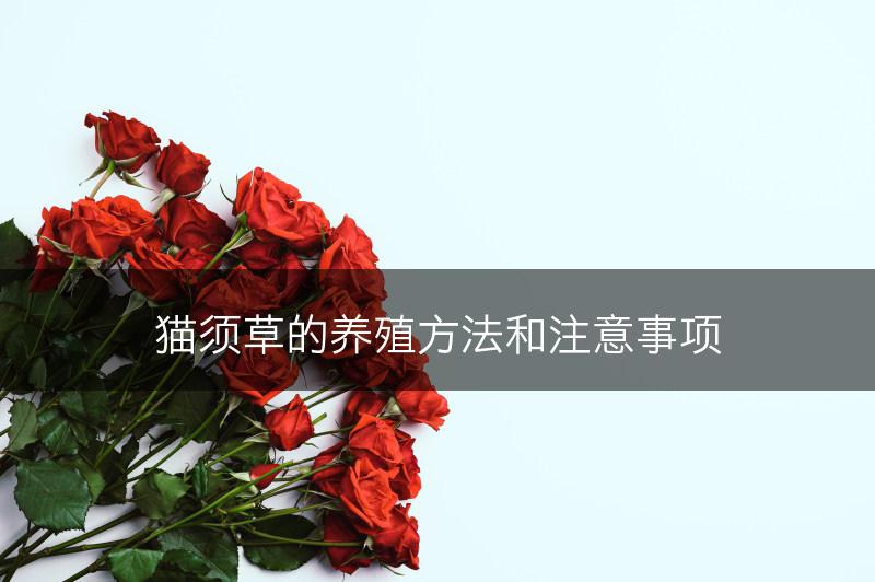 猫须草的养殖方法和注意事项(图1)