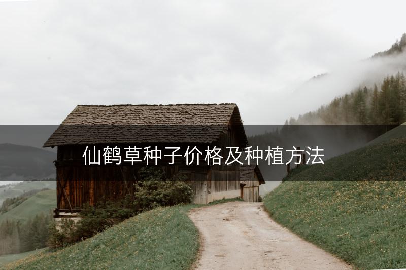 仙鹤草种子价格及种植方法(图1)