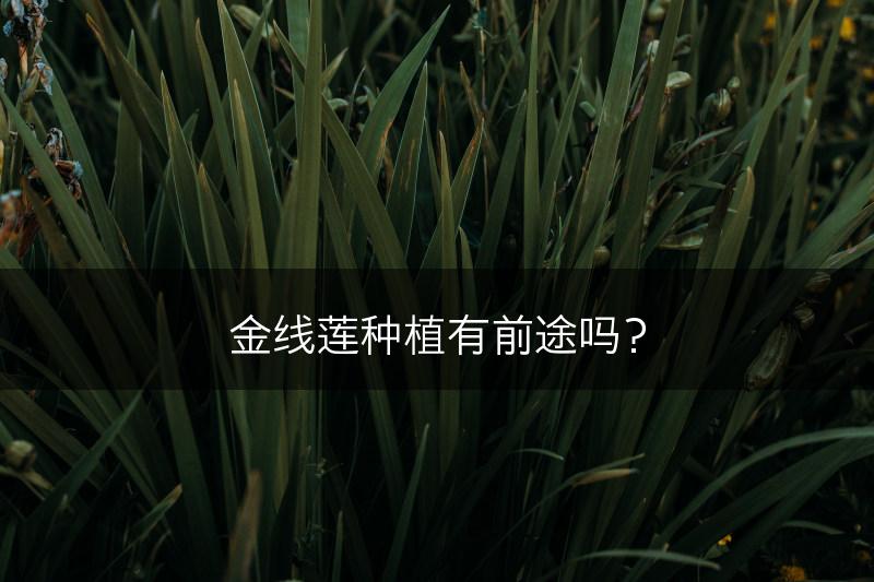 金线莲种植有前途吗？(图1)