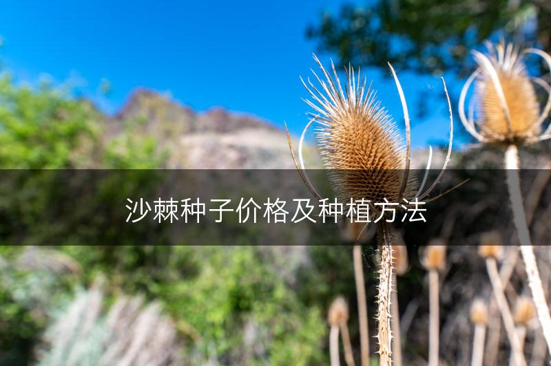 沙棘种子价格及种植方法(图1)