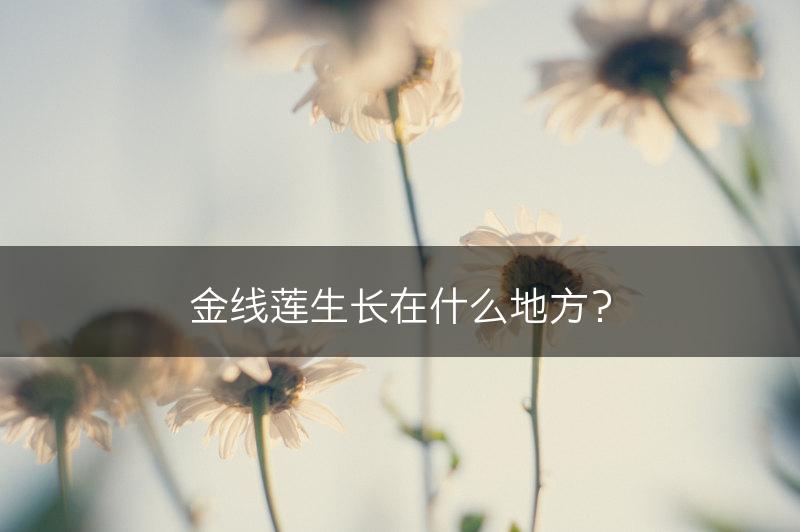 金线莲生长在什么地方？(图1)