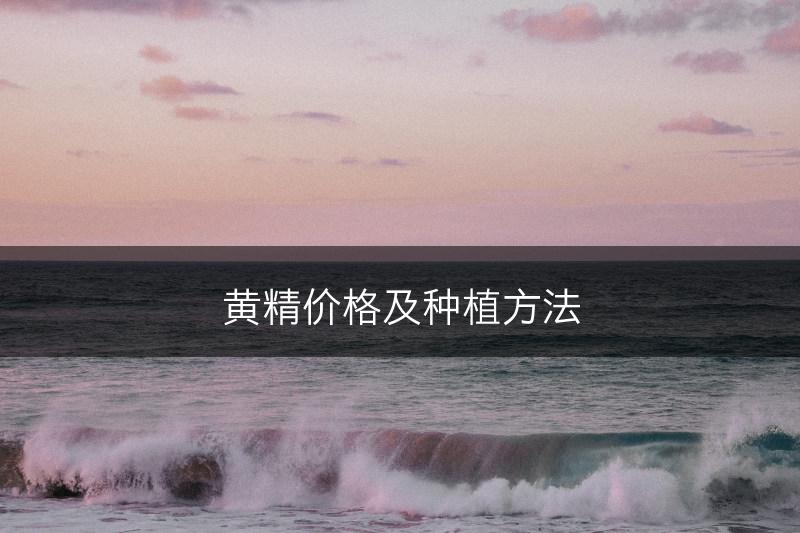 黄精价格及种植方法(图1)