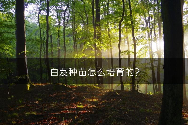 白芨种苗怎么培育的？(图1)
