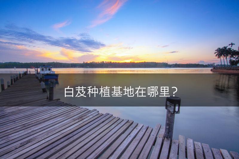 白芨种植基地在哪里？(图1)