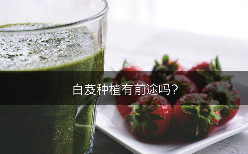 白芨种植有前途吗？(图1)