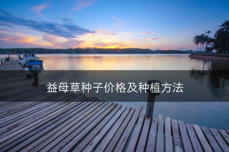 益母草种子价格及种植方法(图1)