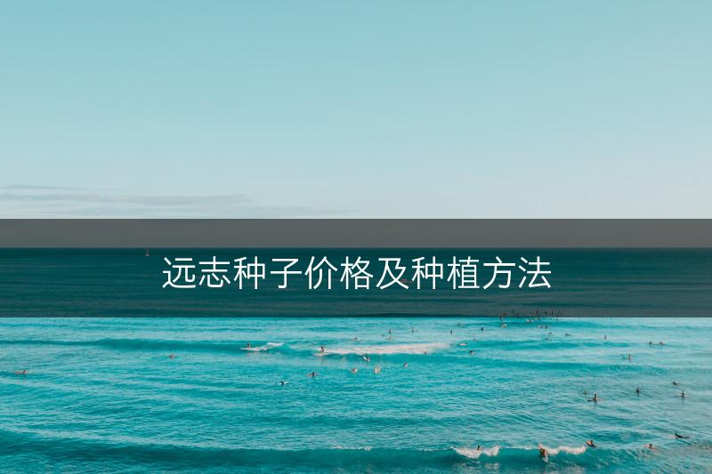 远志种子价格及种植方法(图1)