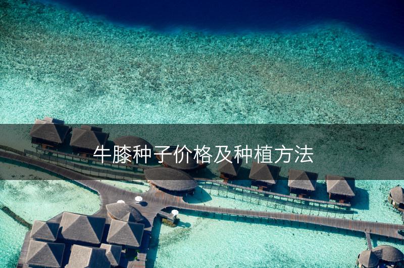 牛膝种子价格及种植方法(图1)