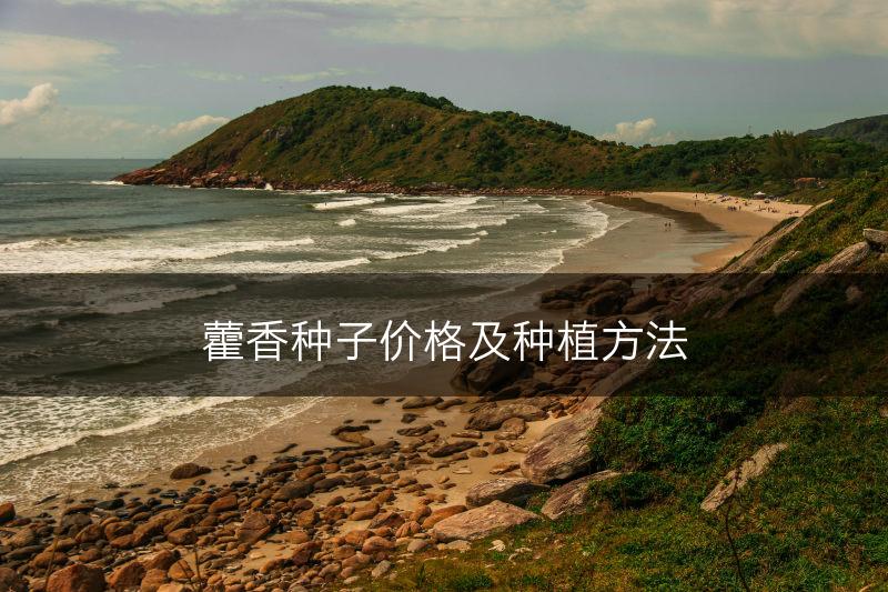 藿香种子价格及种植方法(图1)