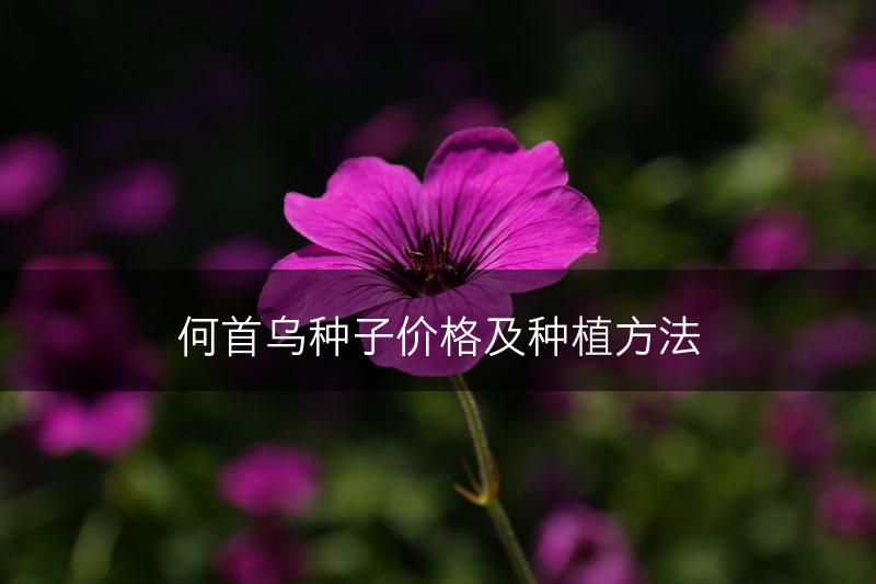 何首乌种子价格及种植方法(图1)