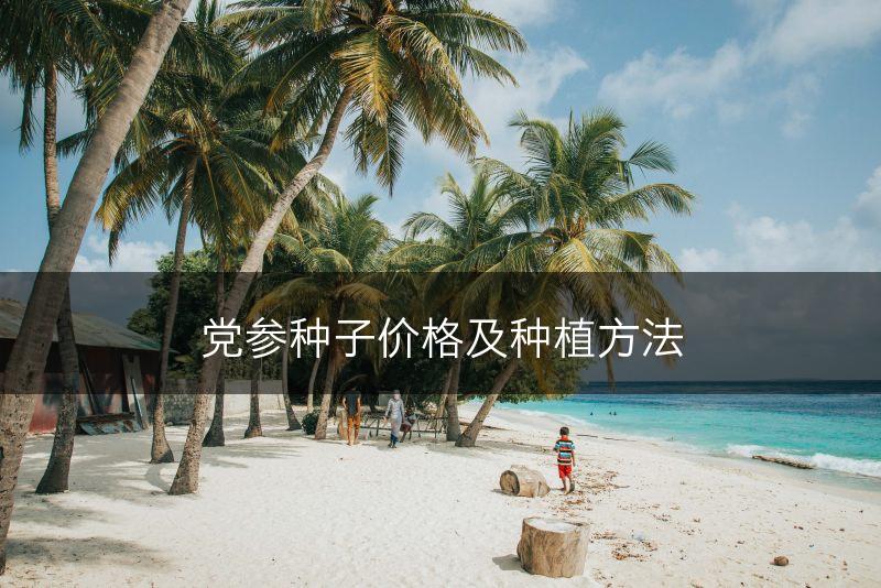 党参种子价格及种植方法(图1)