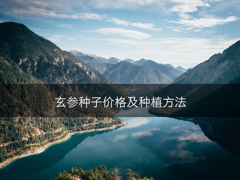 玄参种子价格及种植方法(图1)