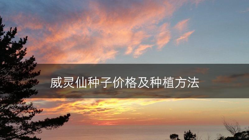 威灵仙种子价格及种植方法(图1)