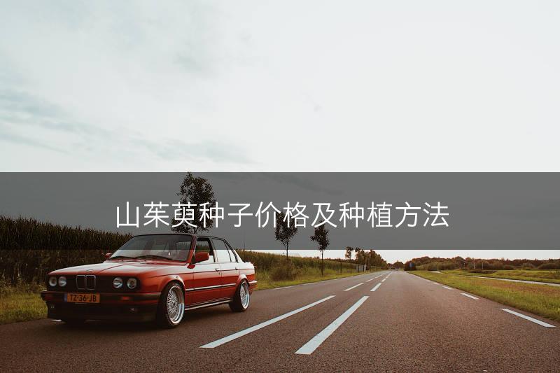 山茱萸种子价格及种植方法(图1)