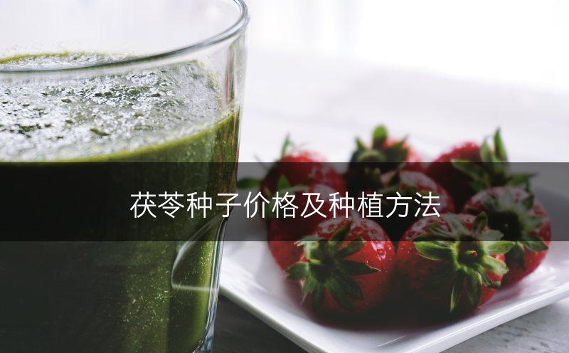 茯苓种子价格及种植方法(图1)
