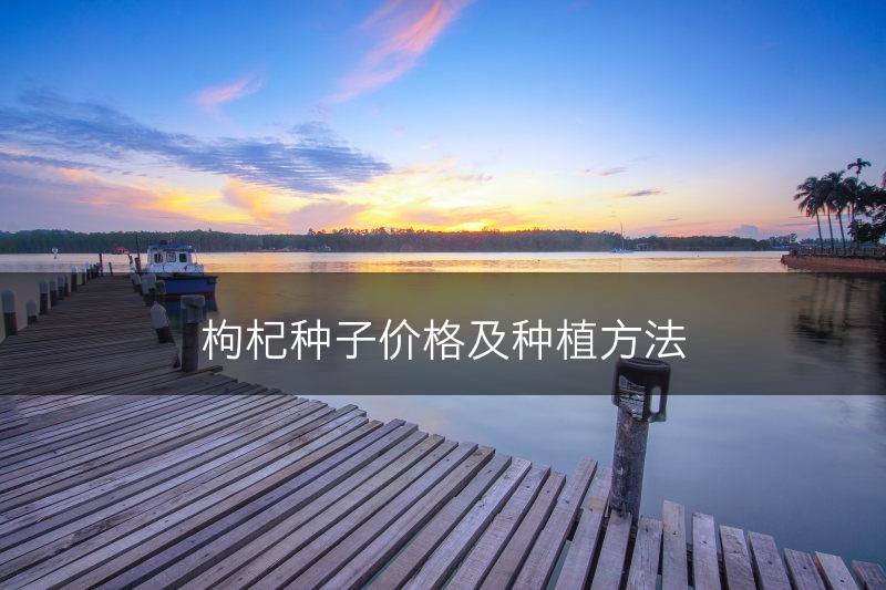枸杞种子价格及种植方法(图1)