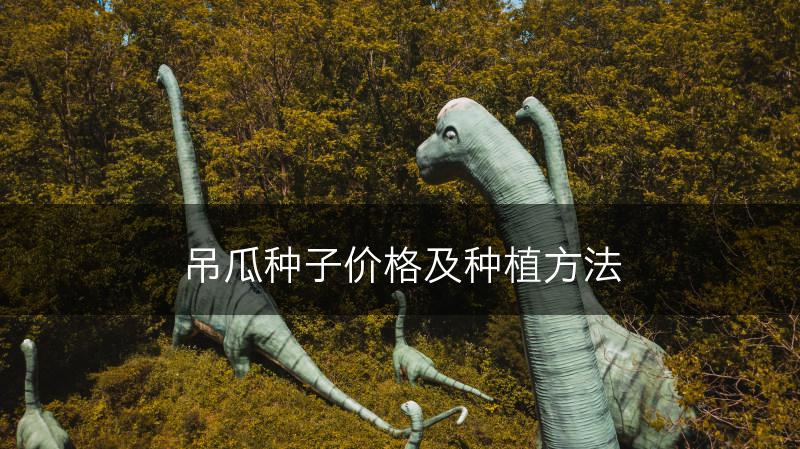 吊瓜种子价格及种植方法(图1)