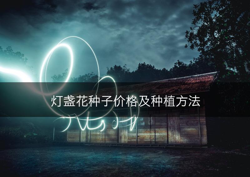 灯盏花种子价格及种植方法(图1)