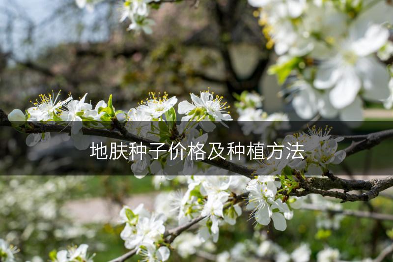 地肤种子价格及种植方法(图1)