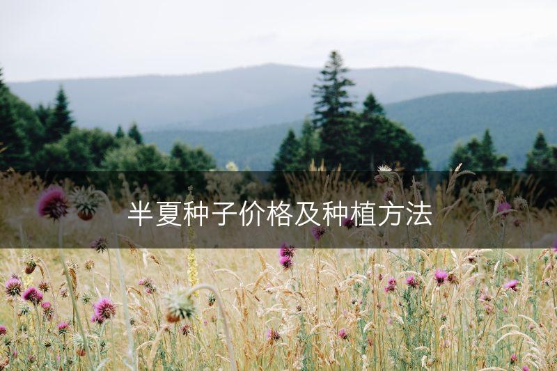 半夏种子价格及种植方法(图1)