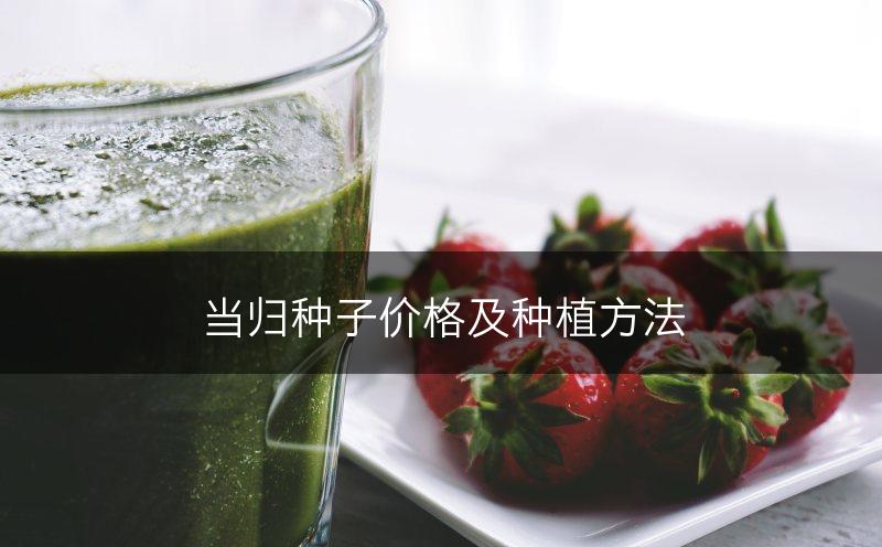 当归种子价格及种植方法(图1)