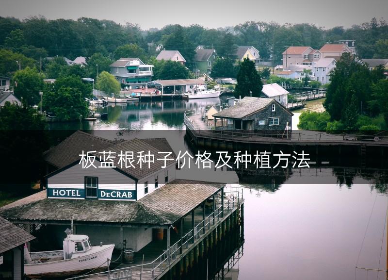 板蓝根种子价格及种植方法(图1)