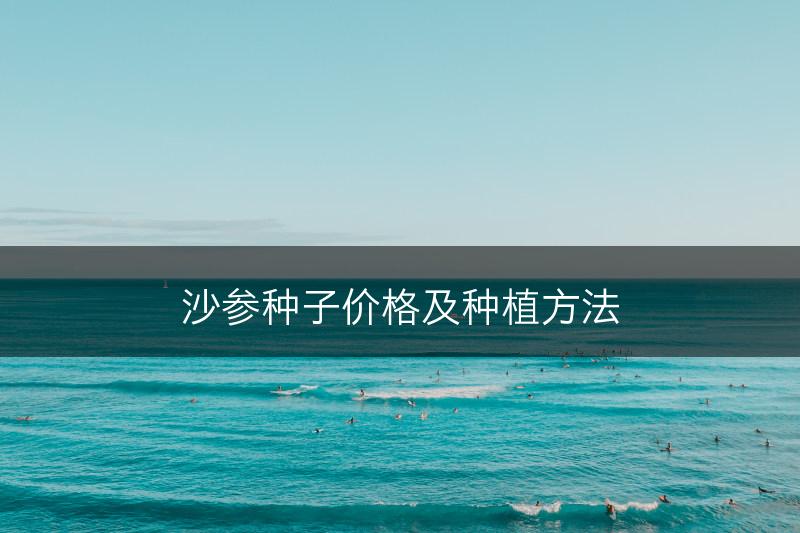 沙参种子价格及种植方法(图1)