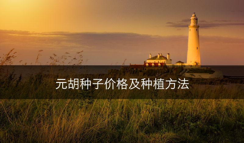 元胡种子价格及种植方法(图1)