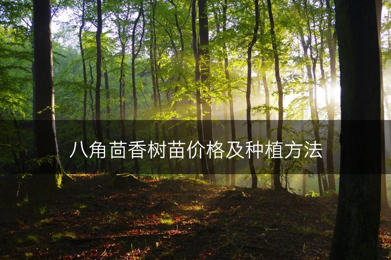八角茴香树苗价格及种植方法(图1)