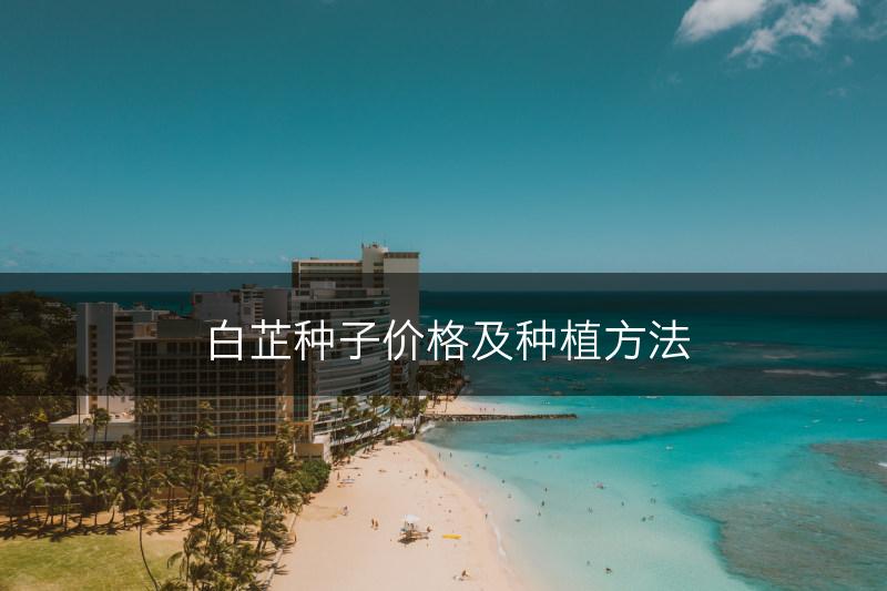 白芷种子价格及种植方法(图1)