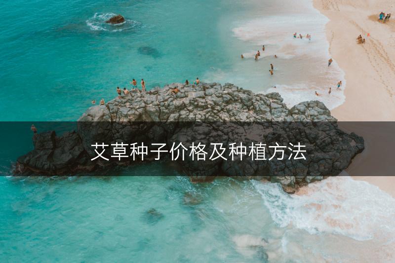 艾草种子价格及种植方法(图1)