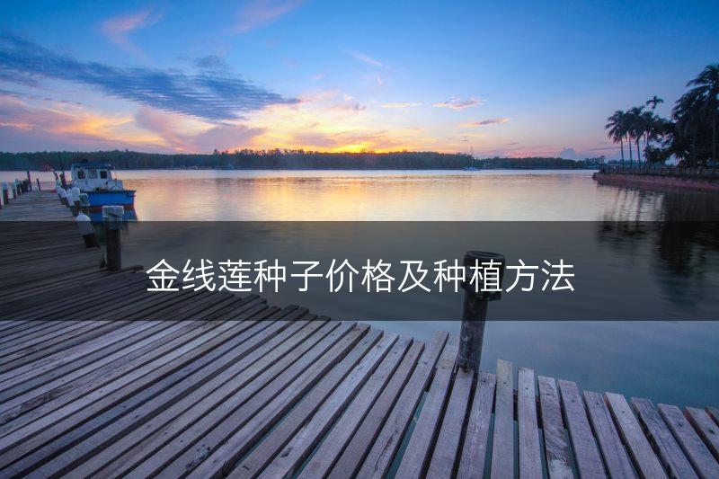 金线莲种子价格及种植方法(图1)