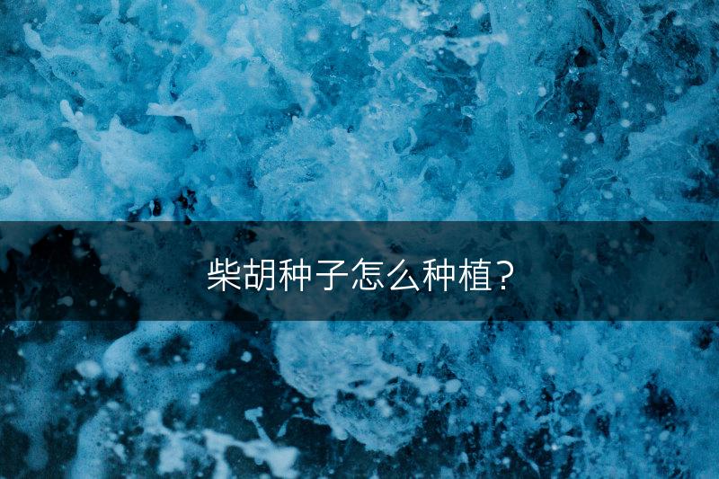柴胡种子怎么种植？(图1)