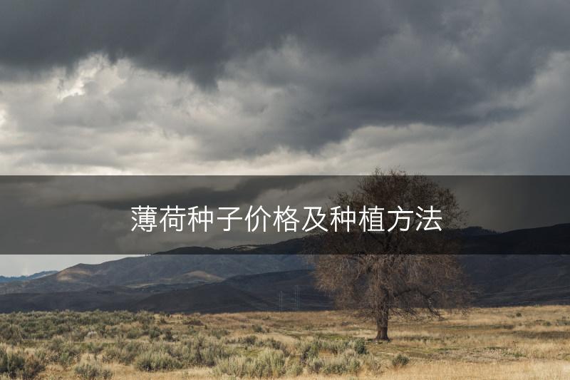薄荷种子价格及种植方法(图1)