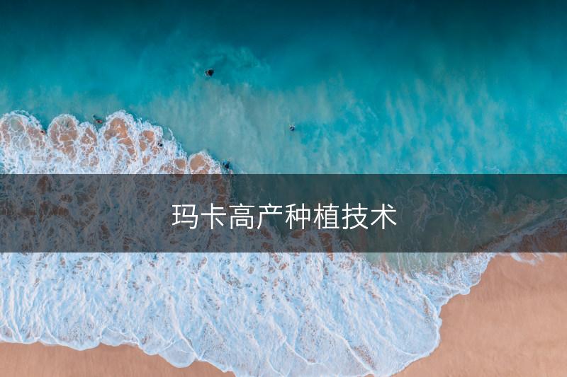 玛卡高产种植技术(图1)