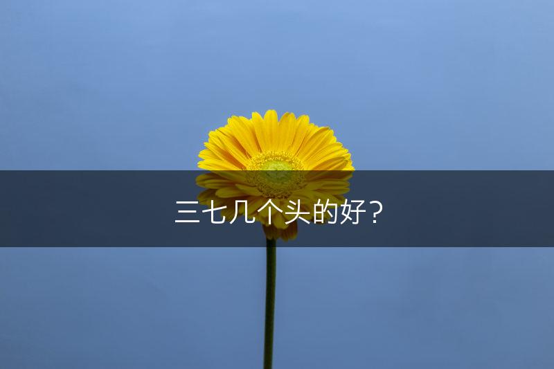 三七几个头的好？(图1)