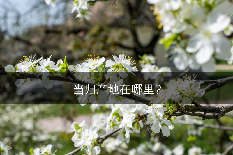 当归产地在哪里？(图1)