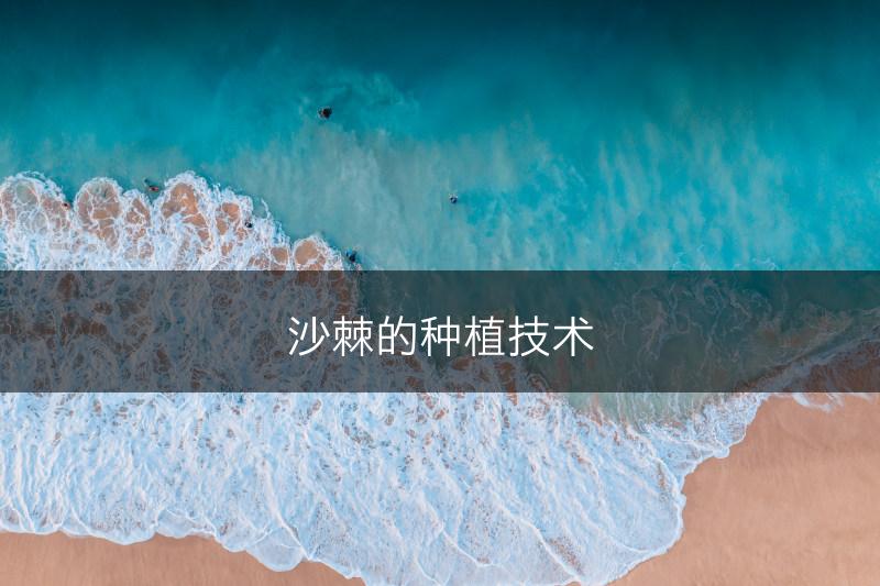 沙棘的种植技术(图1)