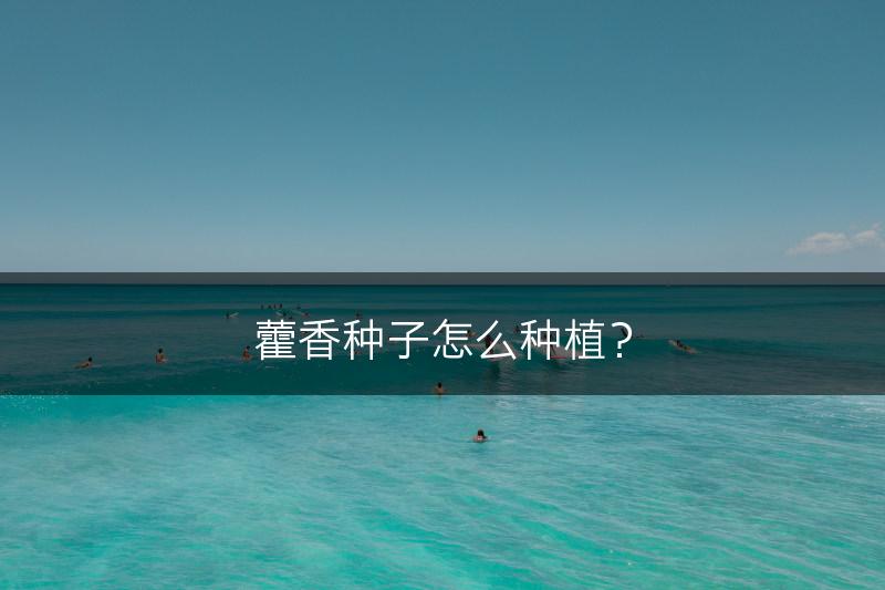 藿香种子怎么种植？(图1)