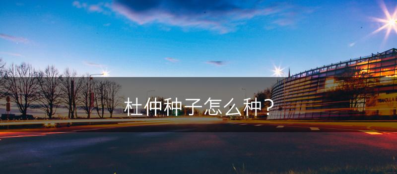 杜仲种子怎么种？(图1)